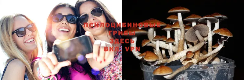 Псилоцибиновые грибы MAGIC MUSHROOMS  гидра   Каменск-Шахтинский 